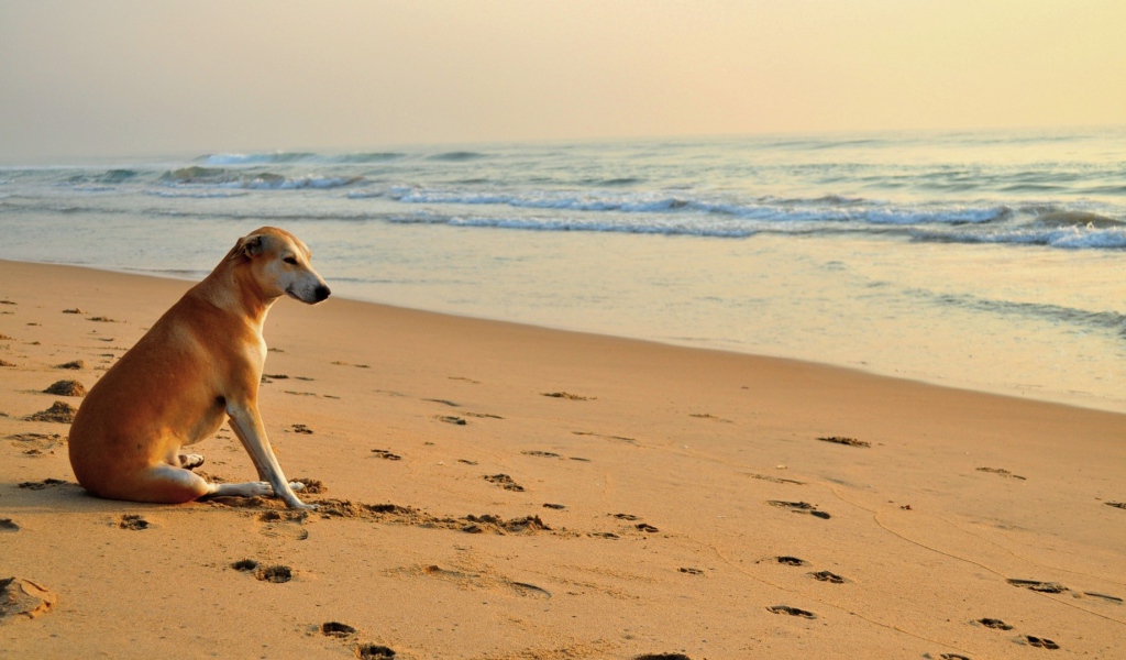 Собака около моря