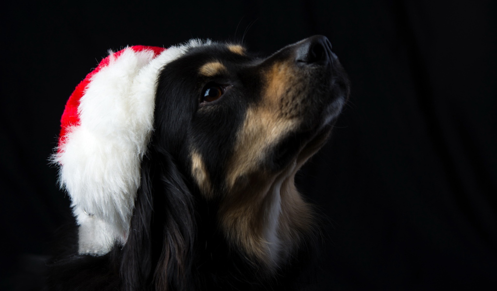 Собака на черном фоне