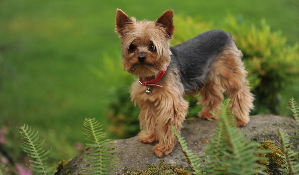 Собака на камне