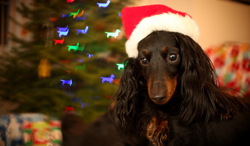 Собака на празднике