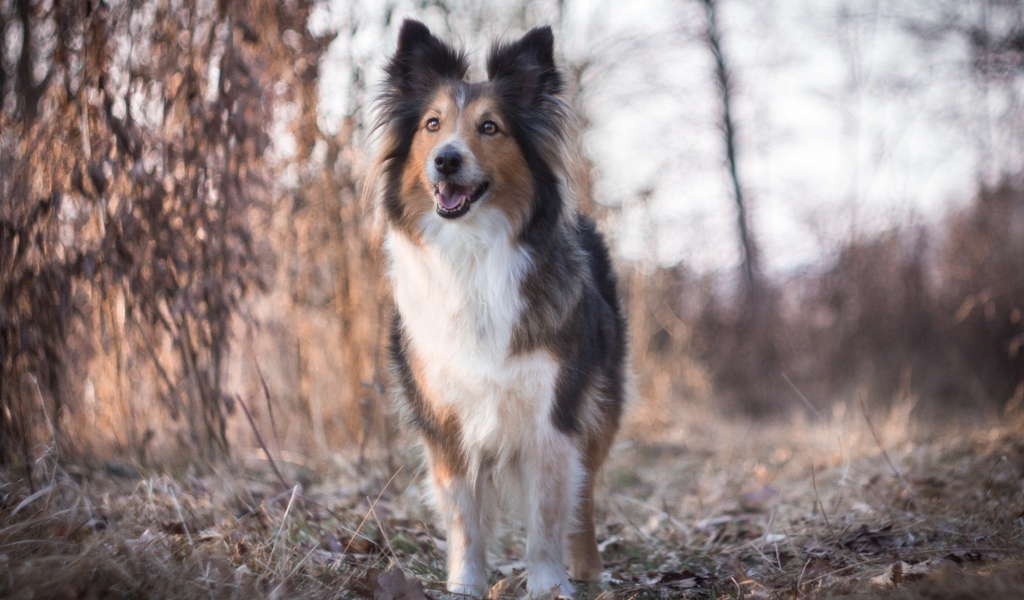 Cобачка на сухой траве