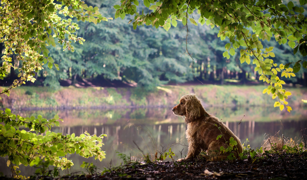 Собака на берегу