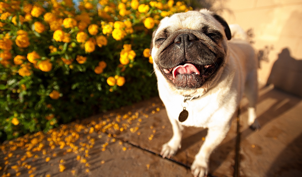 Собака мопс