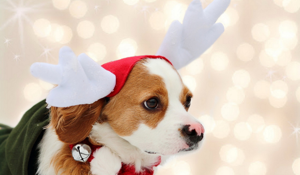 Собака в костюме оленя