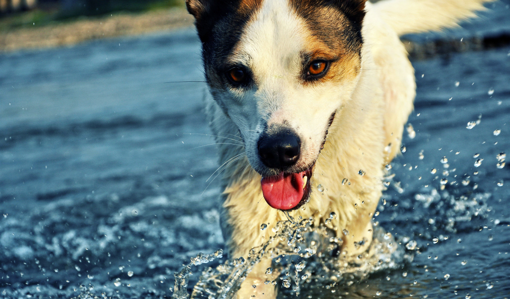 Собака бежит по воде