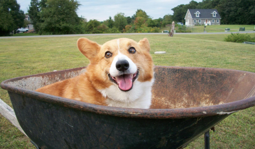 Собака вельш-корги в тачке