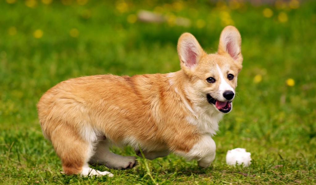 Собака вельш-корги играет с мячом