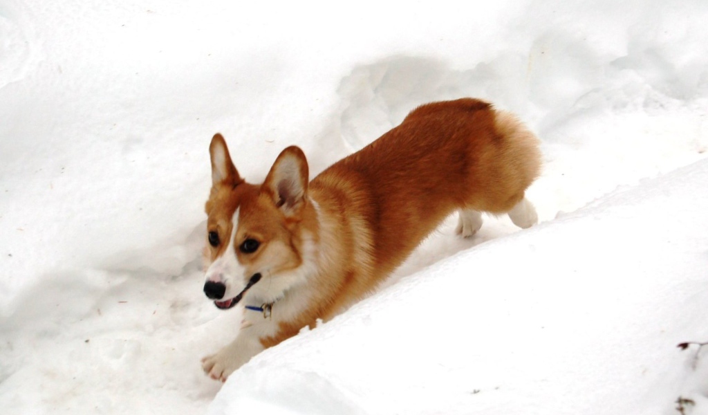 Собака вельш-корги бежит в снегу