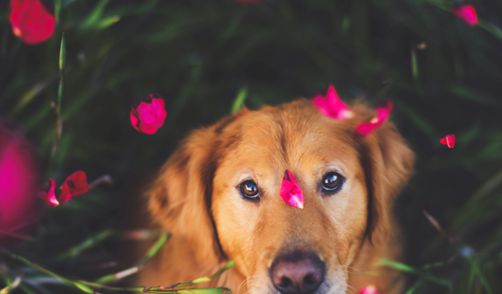 Собака с лепестками