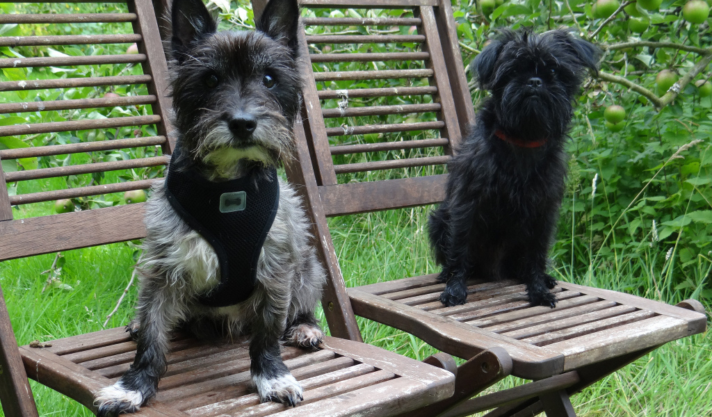 Собаки аффенпинчер на стульях