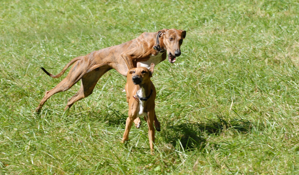 Собаки азавак играют