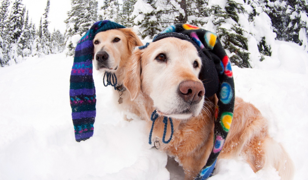 Собаки в зимних шапках