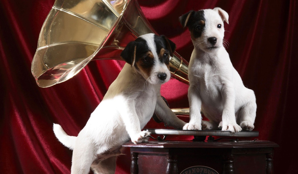 Собаки на грамофоне