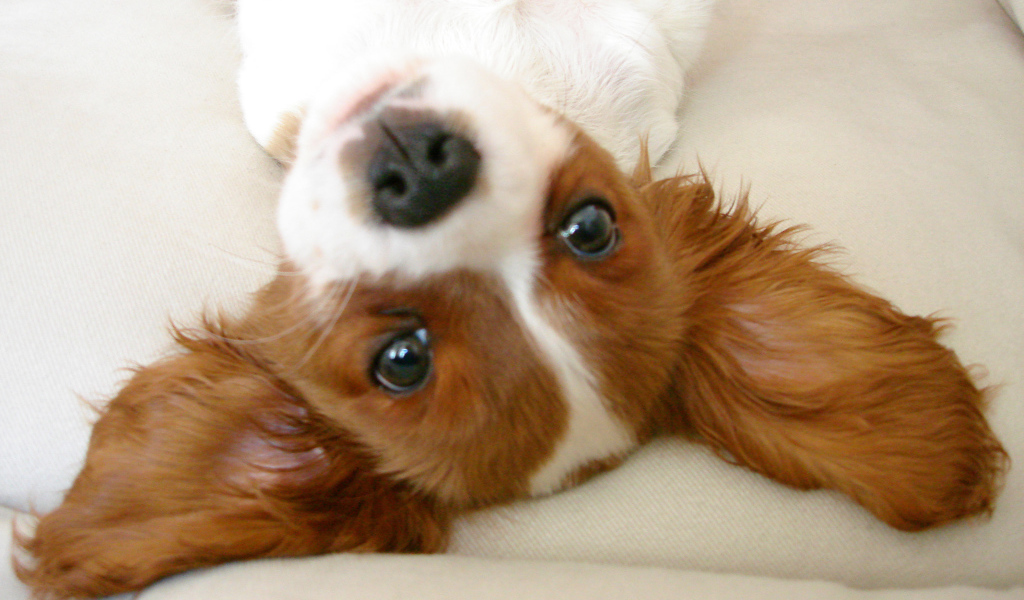 Ушастый кавалер кинг чарльз спаниель