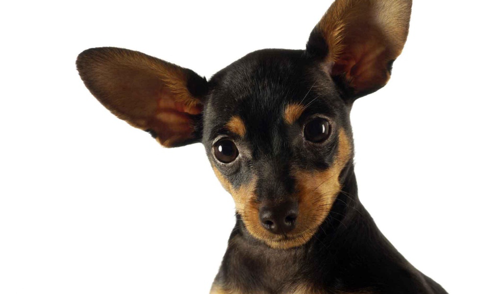 Ушастый пес чихуахуа