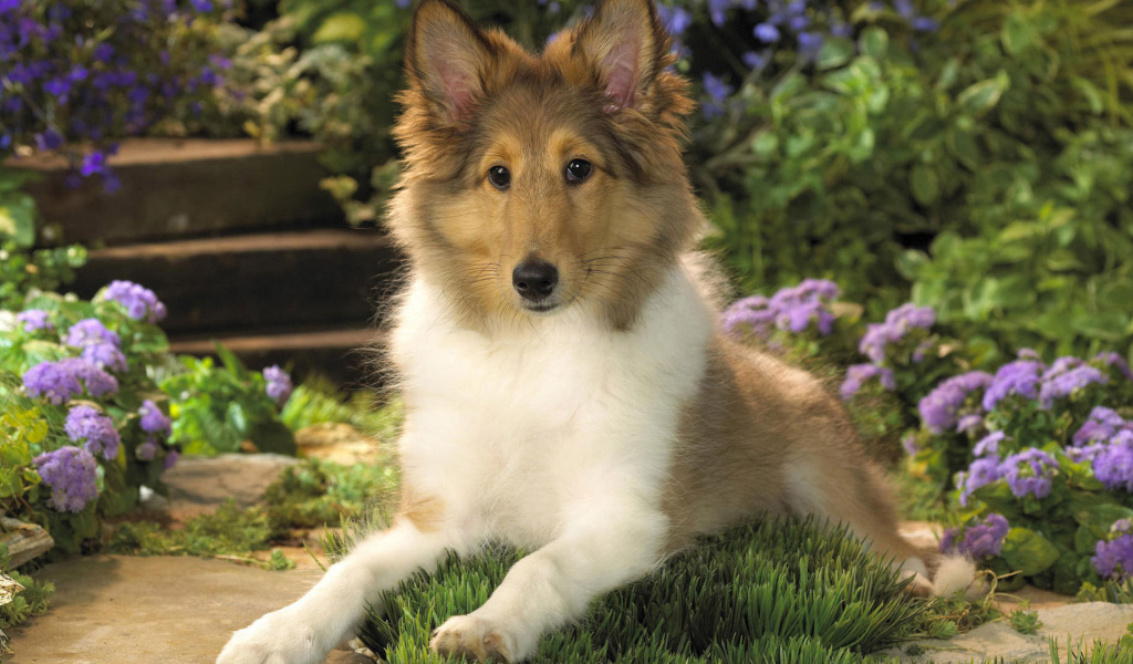 Ушастый щенок колли