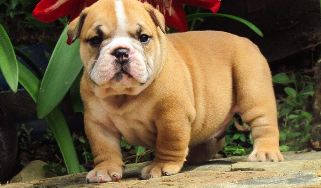 Английский бульдог под цветком