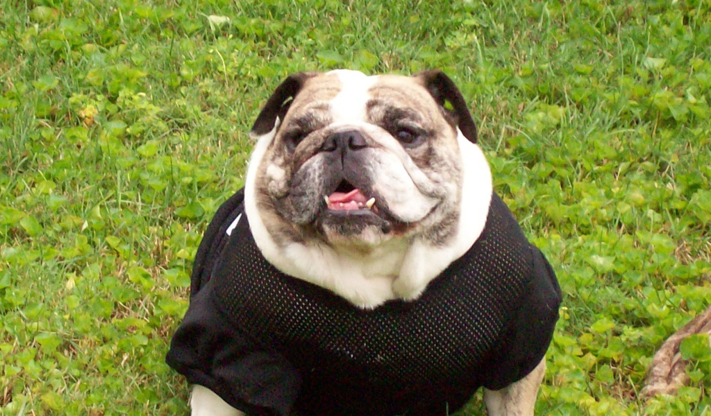 Английский бульдог в одежде