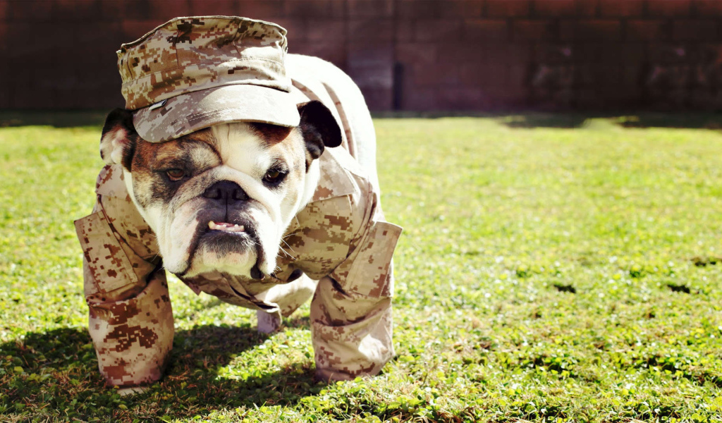 Английский бульдог в военной форме