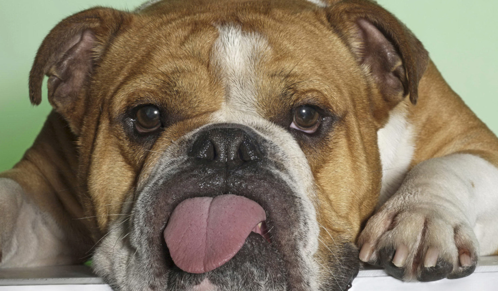 Английский бульдог показывает язык