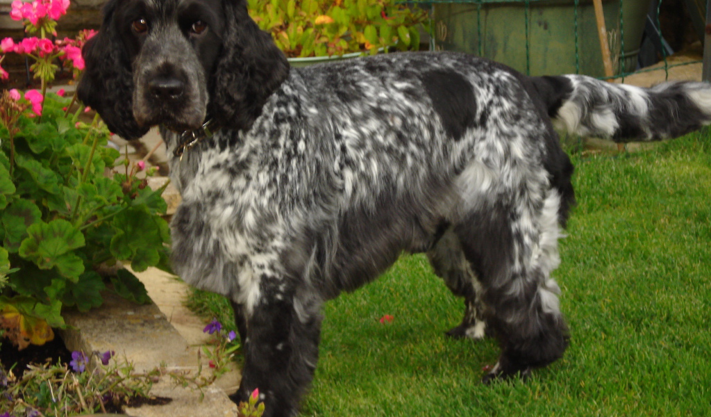 Английский кокер спаниель в саду