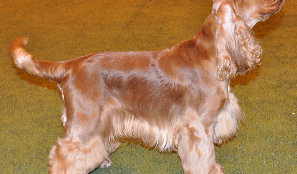 Английский кокер спаниель смотрит на хозяина