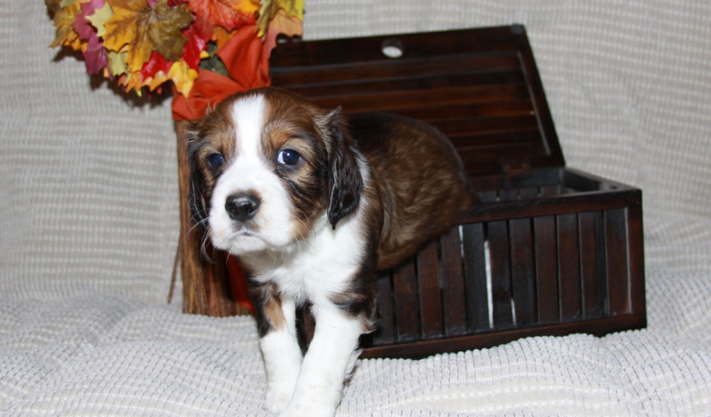 Собака английский спрингер спаниель вылез из корзинки