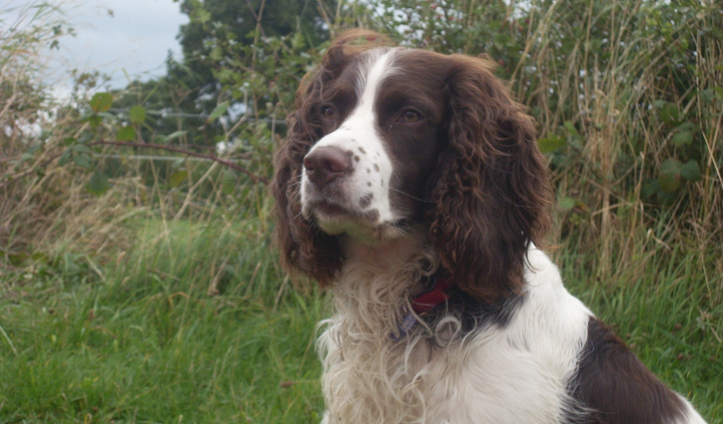 Английский спрингер спаниель на охоте