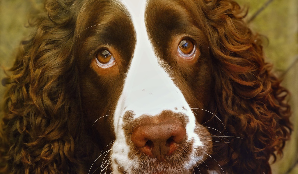 Доверчивый английский стрингер спаниель