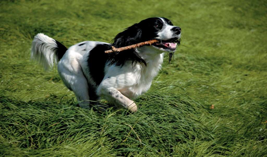 Английский спрингер спаниель с палкой