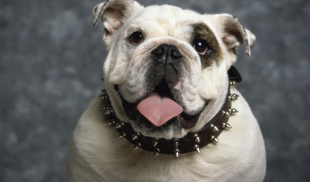 Английский бульдог 