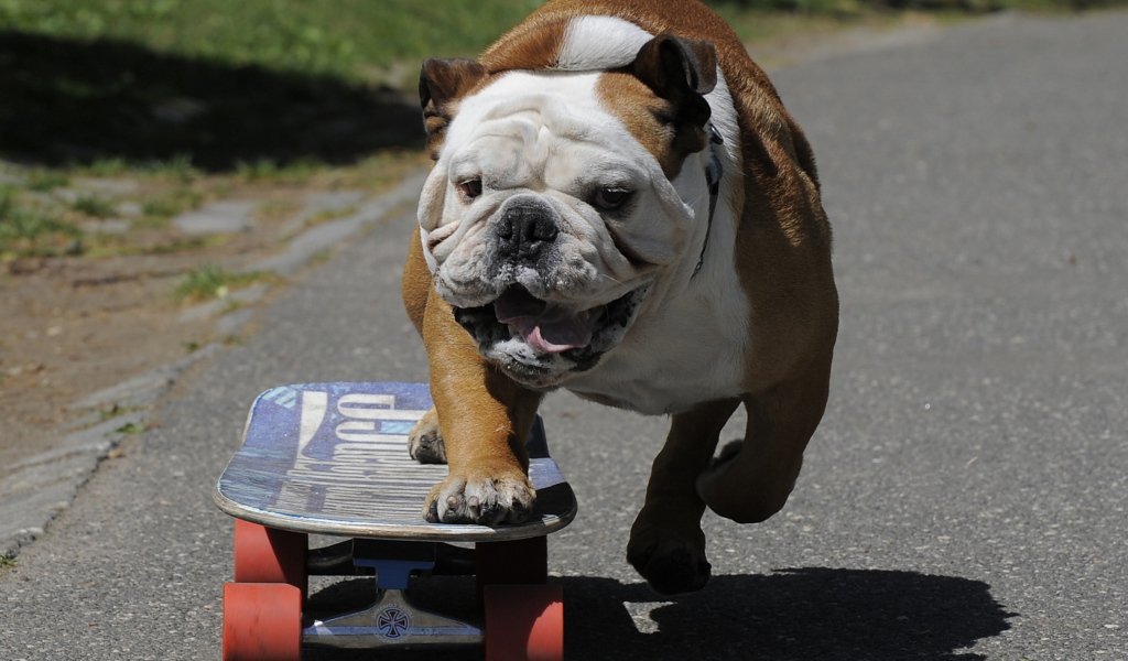 Английский бульдог на скейте