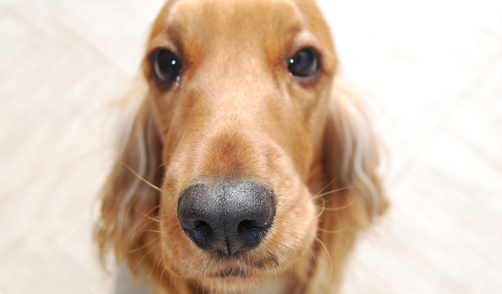 Английский кокер спаниель