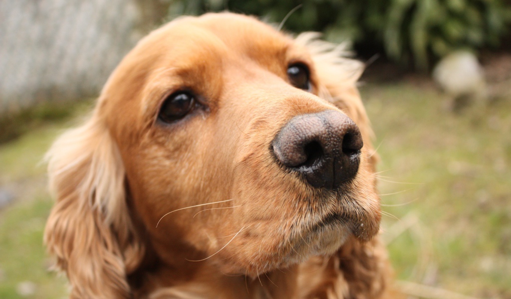 Выразительный взгляд спаниеля