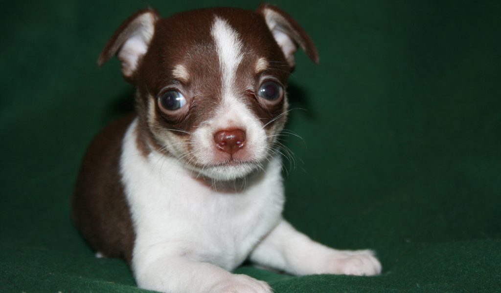 Глазастый щенок бивер йорк