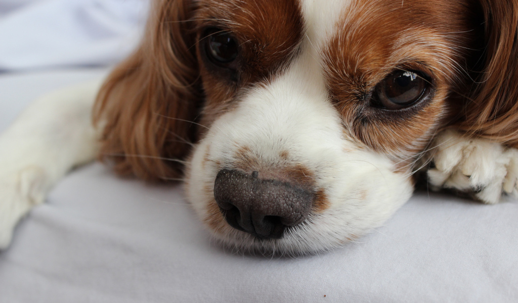 Глаза кавалер кинг чарльз спаниеля