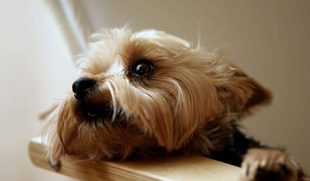 Глаза йоркширского терьера