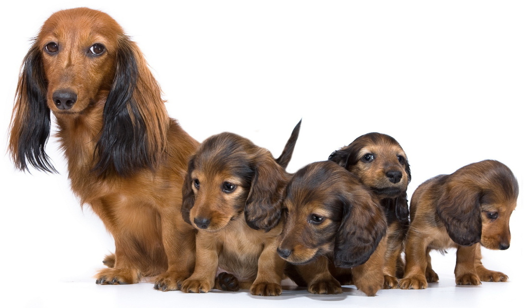 Семья собак такс