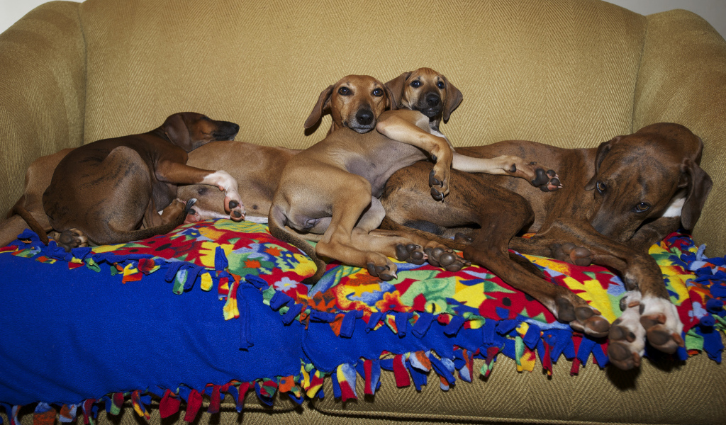 Семейство собак азавак