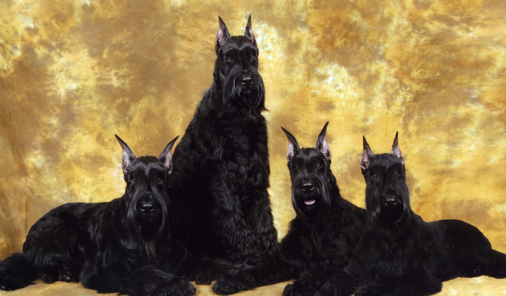 Семья черных шнауцеров