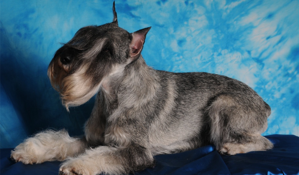 Фотомодель пес шнауцер