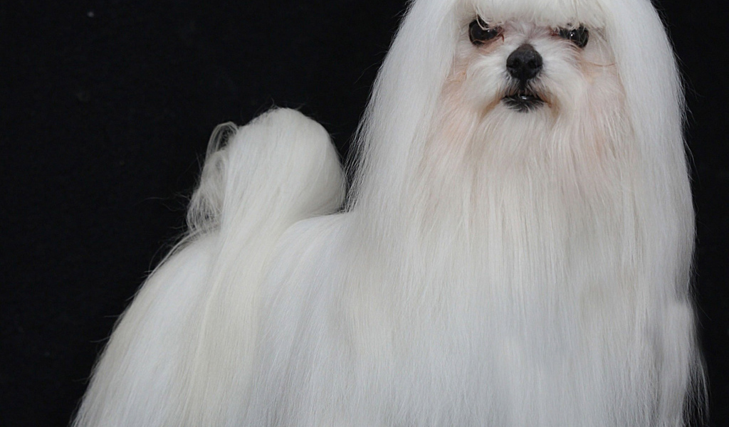 Модная мальтийская болонка