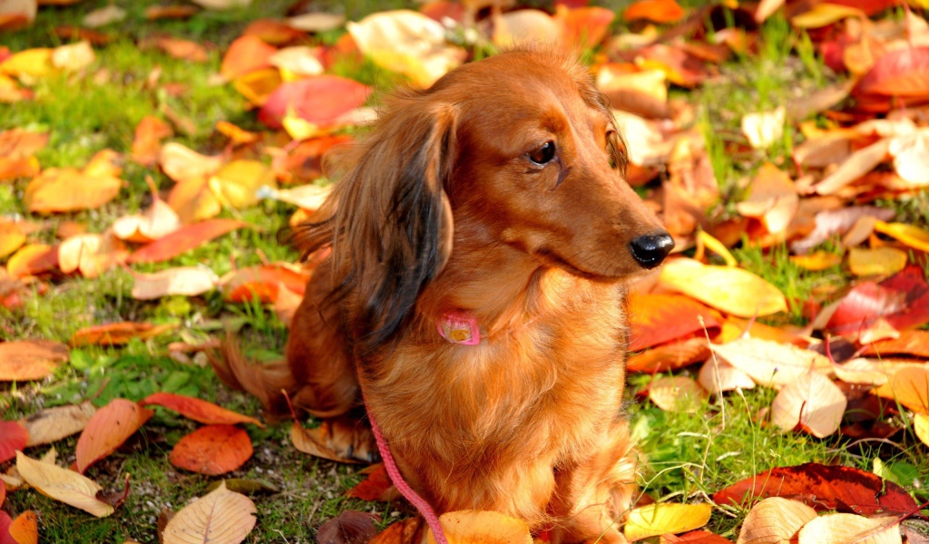 Такса cреди осенних листьев