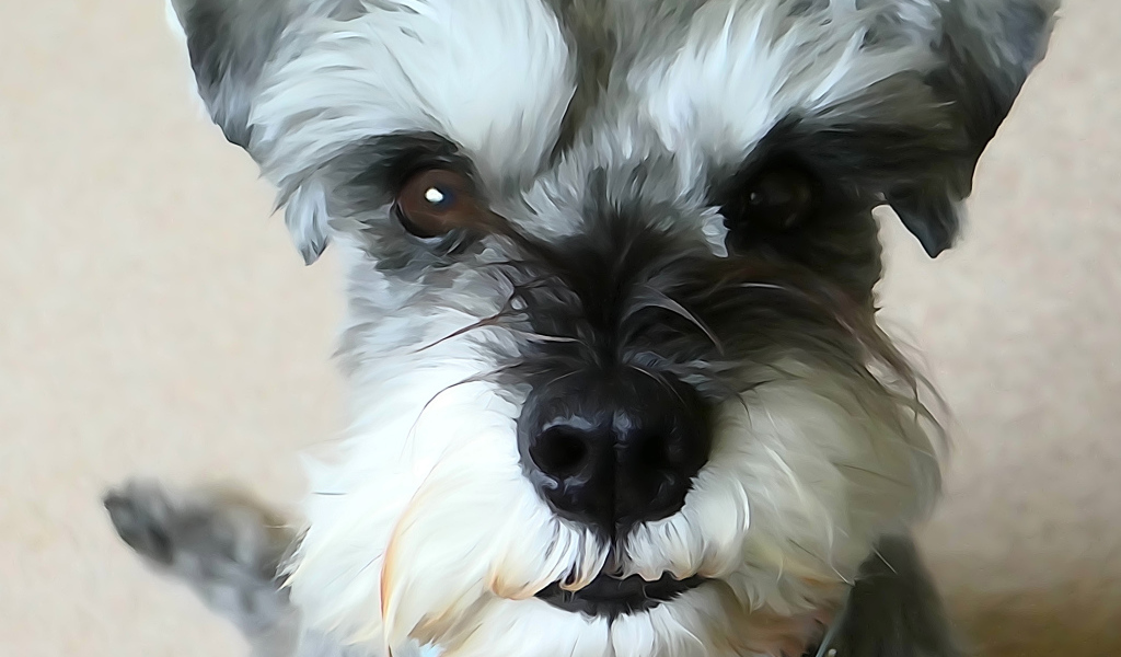 Рисунок собаки шнауцера