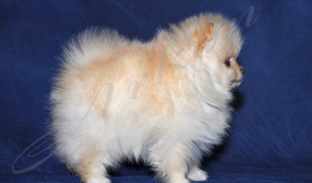 Пушистый белый шпиц на синем фоне