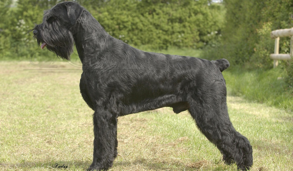 Черный пушистый шнауцер