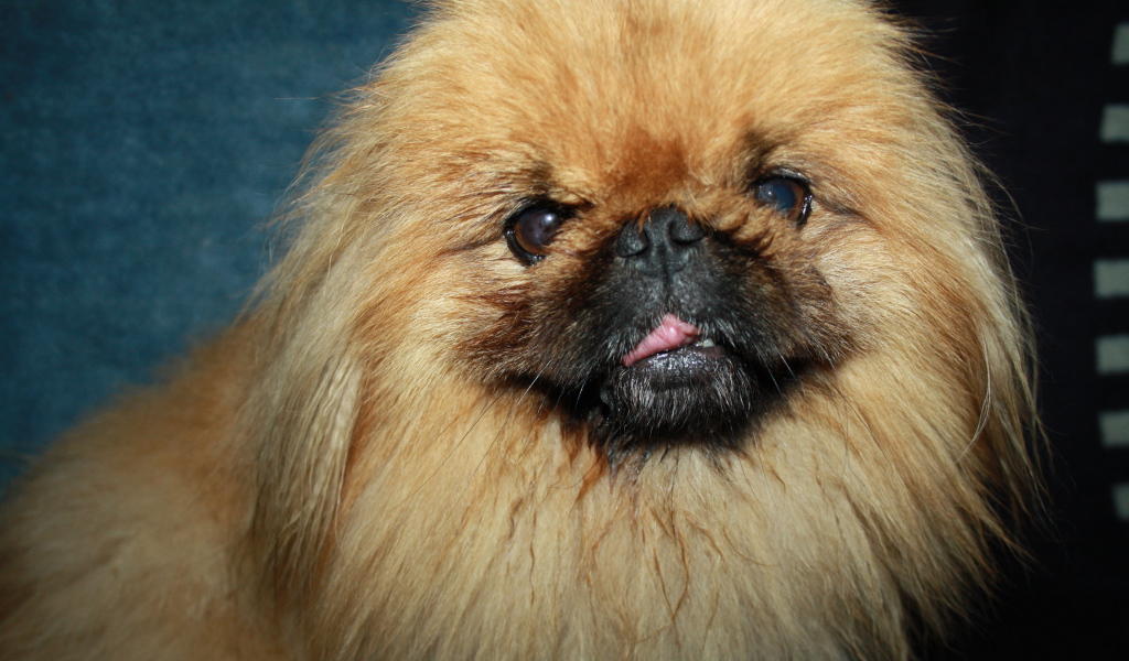 Пушистый коричневый пекинес