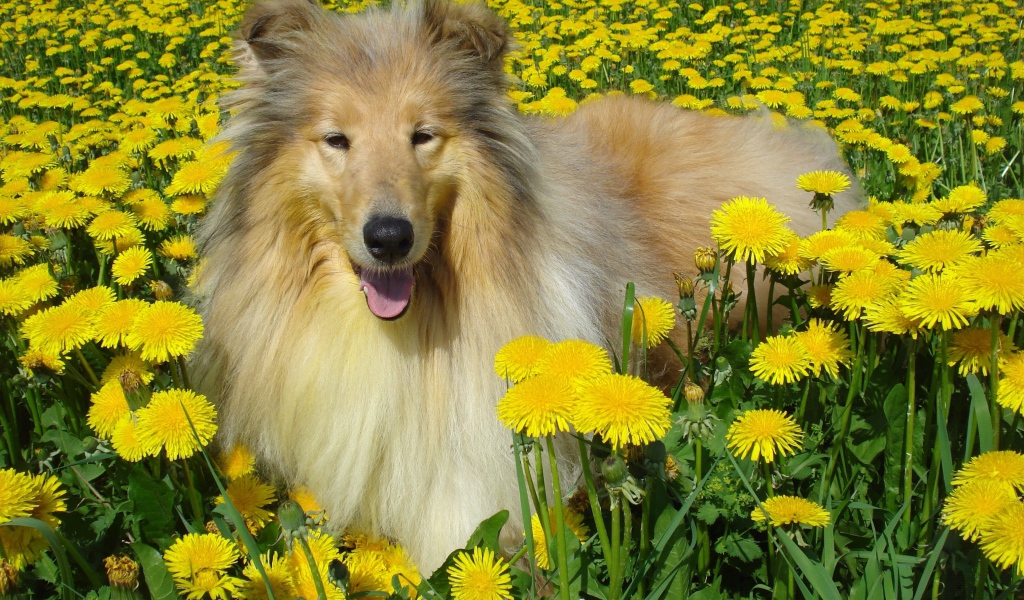 Пушистая колли среди одуванчиков