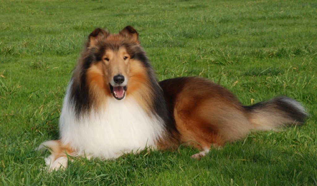 Пушистая колли отдыхает на газоне