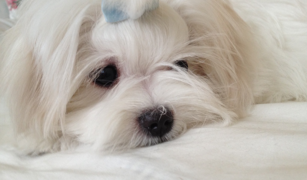 Пушистая болонка отдыхает
